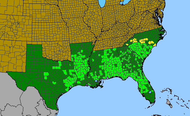 The range of Prunus umbellata